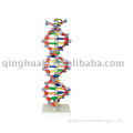 DNA Structure